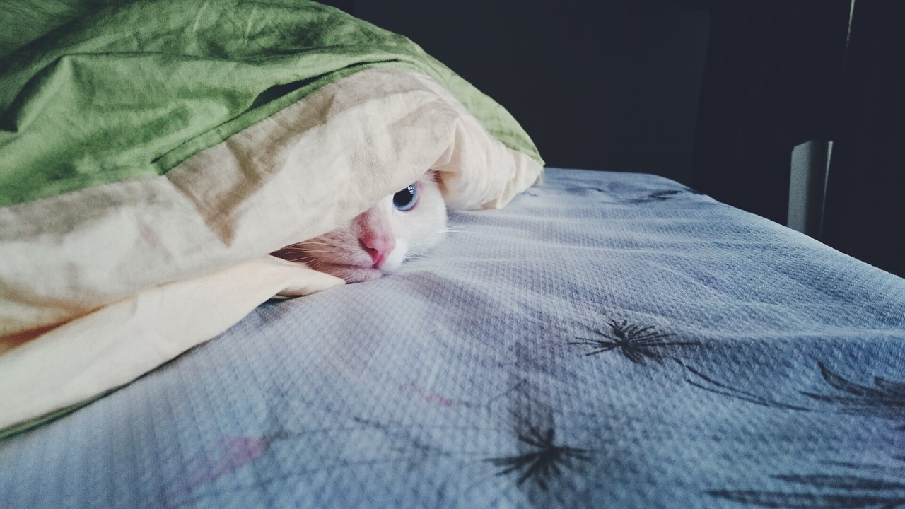 kitty cat hide and seek free photo
