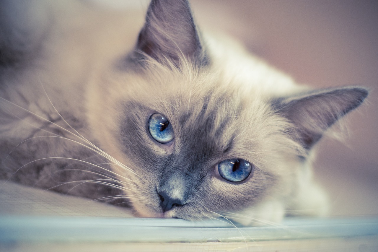 kitty animal ragdoll free photo