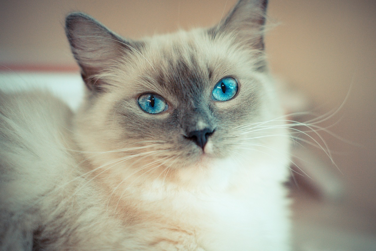 kitty cat with blue eyes ragdoll free photo