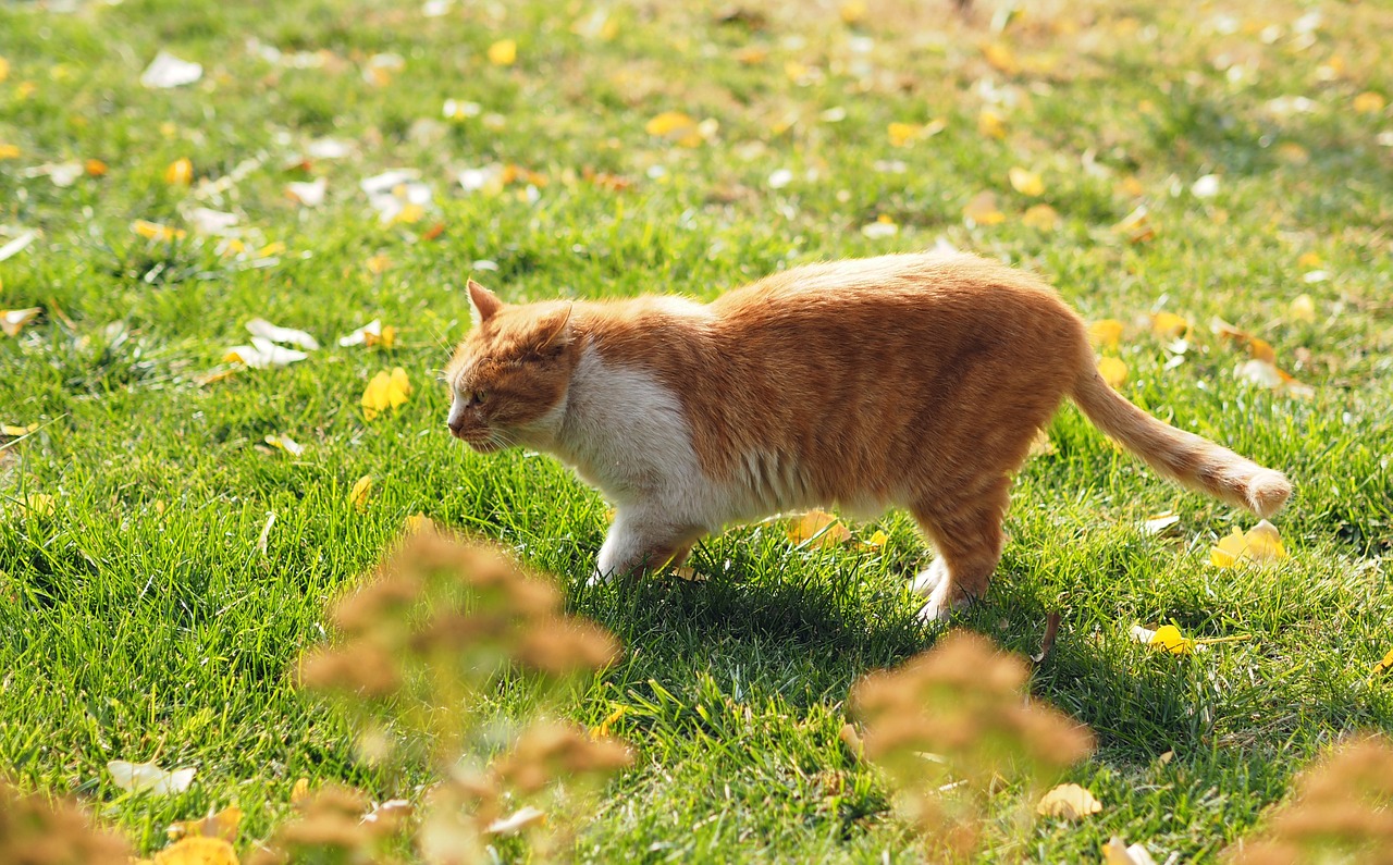kitty grassland hunt free photo