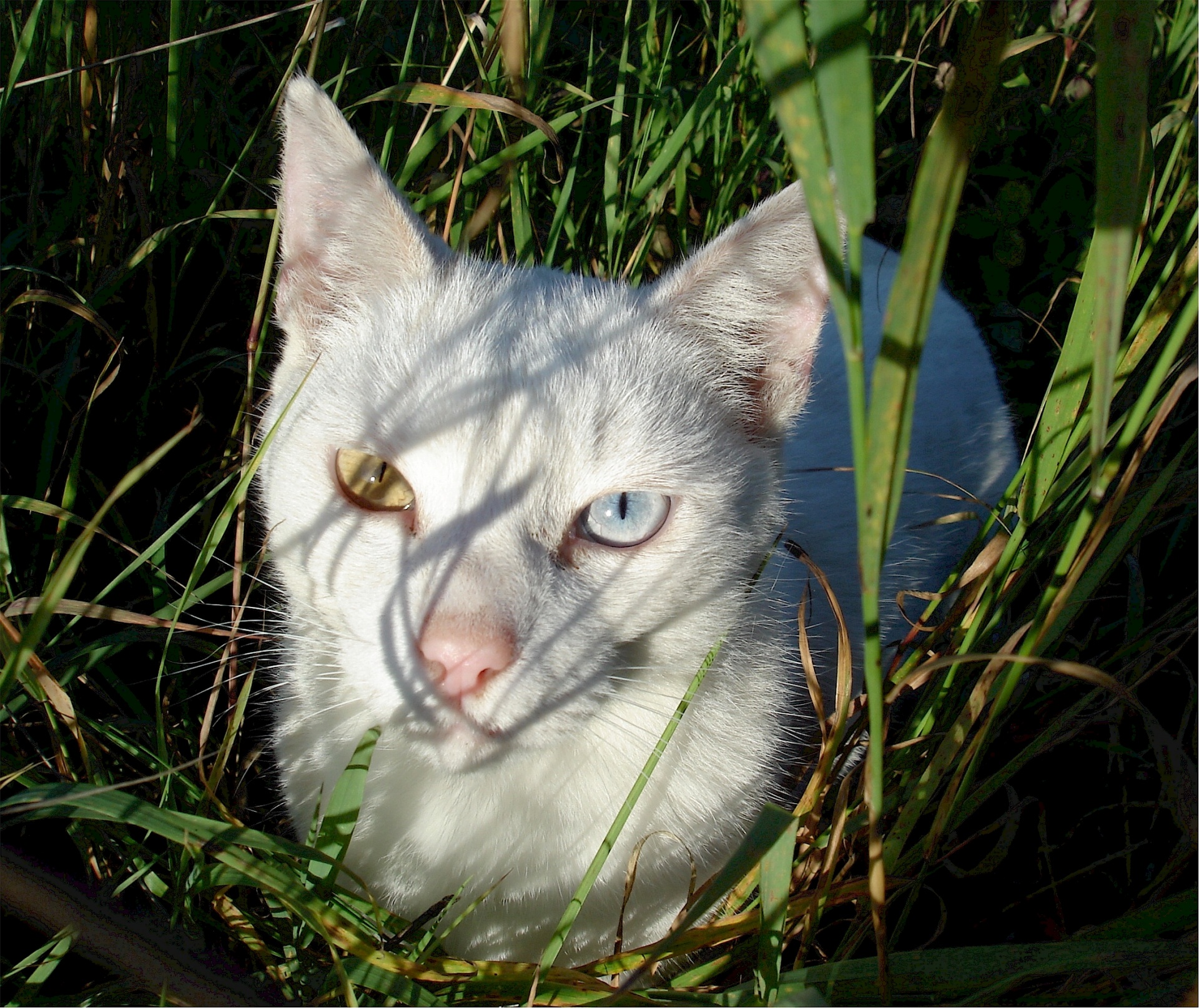 cat feline short hair free photo