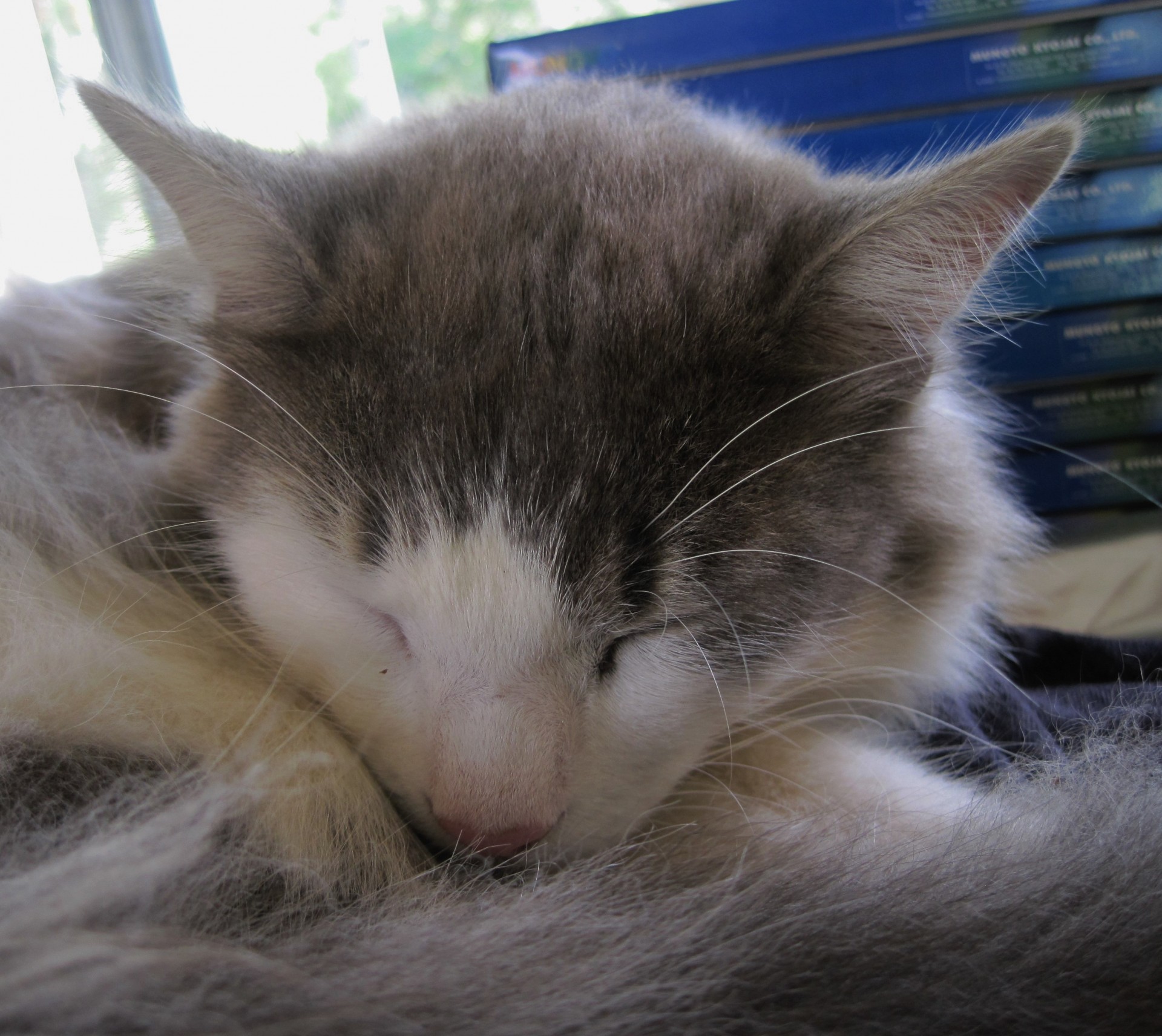 cat ragdoll cross white free photo