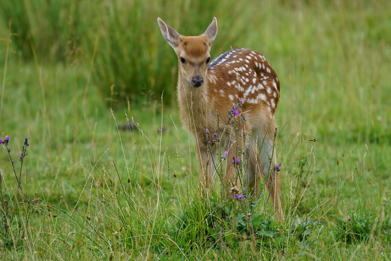 kitz young animal red deer free photo