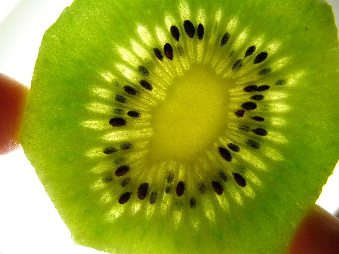 kiwi macro fruit free photo