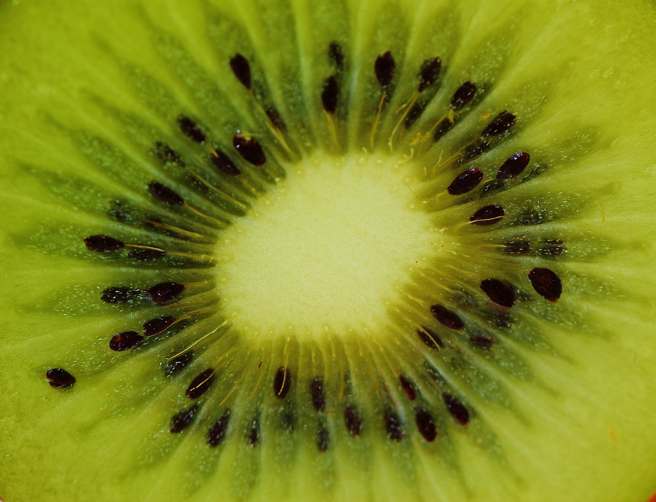 kiwi fruit healthy free photo