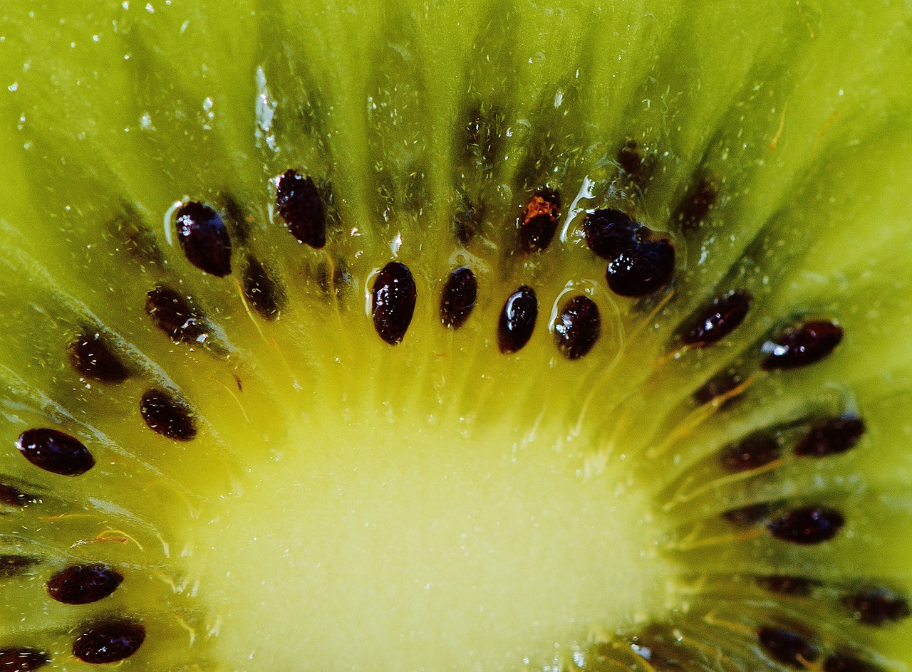 kiwi fruit healthy free photo