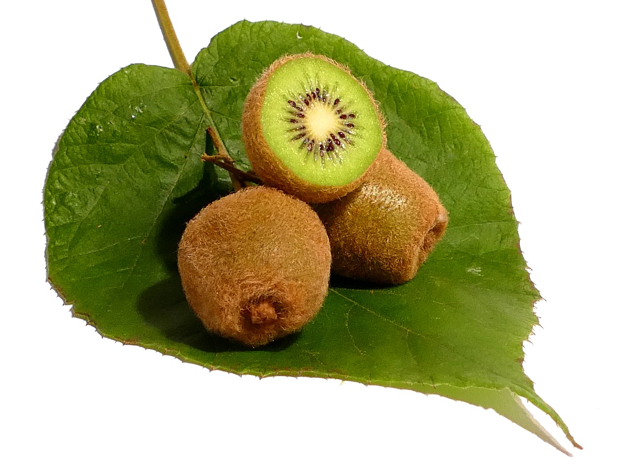 kiwi fruit vitamins free photo