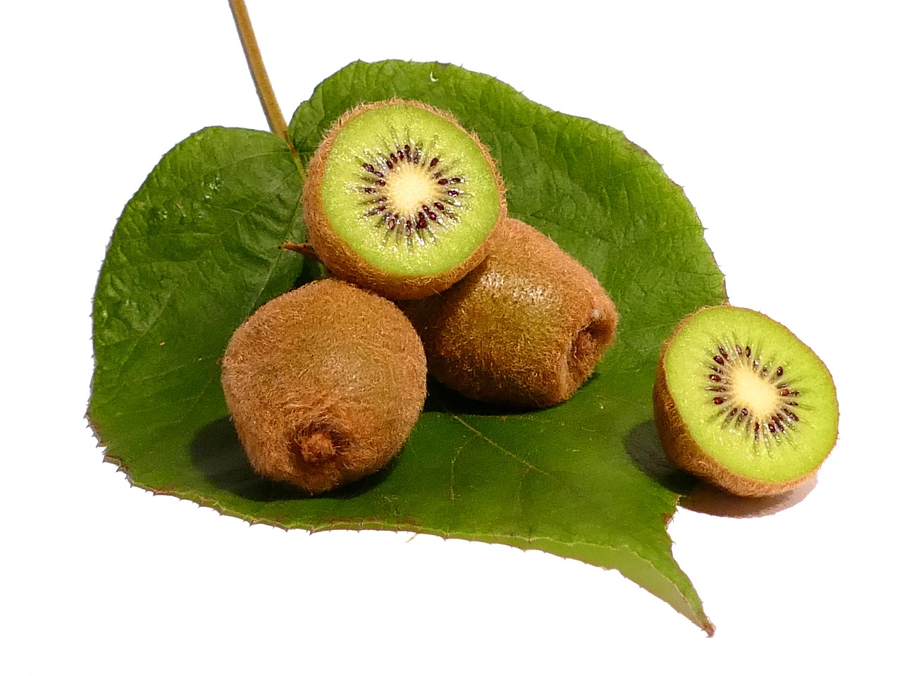 kiwi fruit vitamins free photo