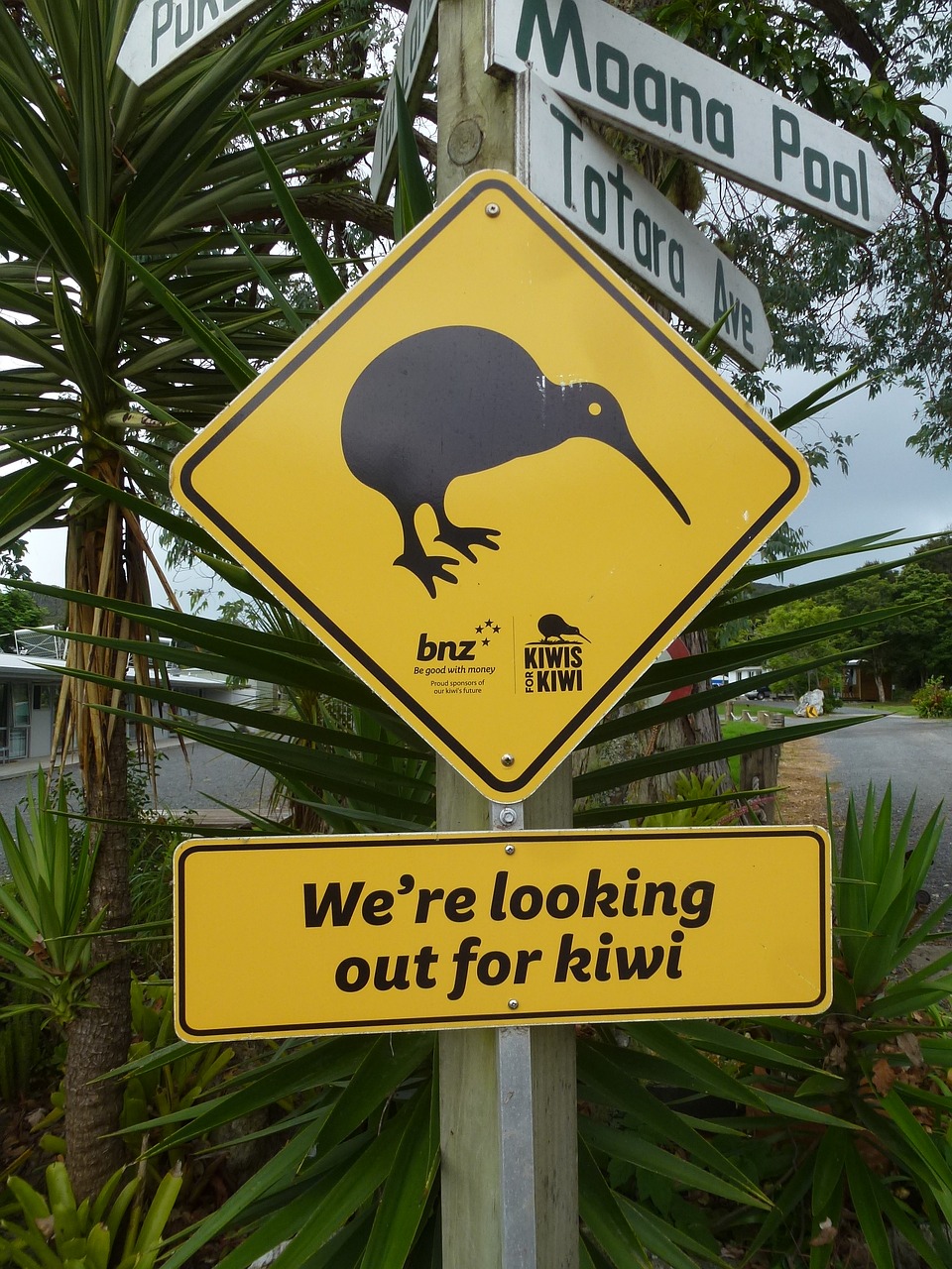kiwi signage sign free photo