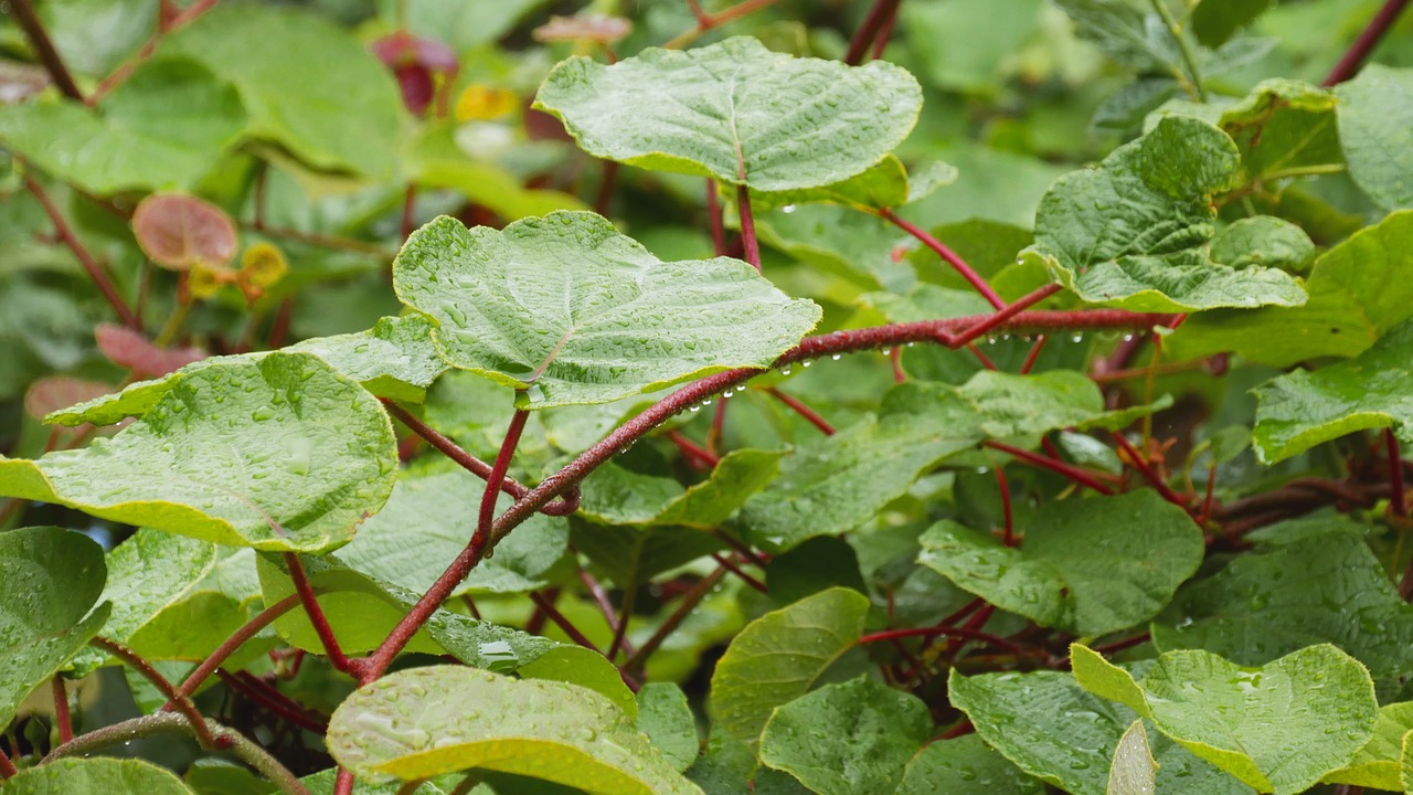 kiwi plant delicious free photo