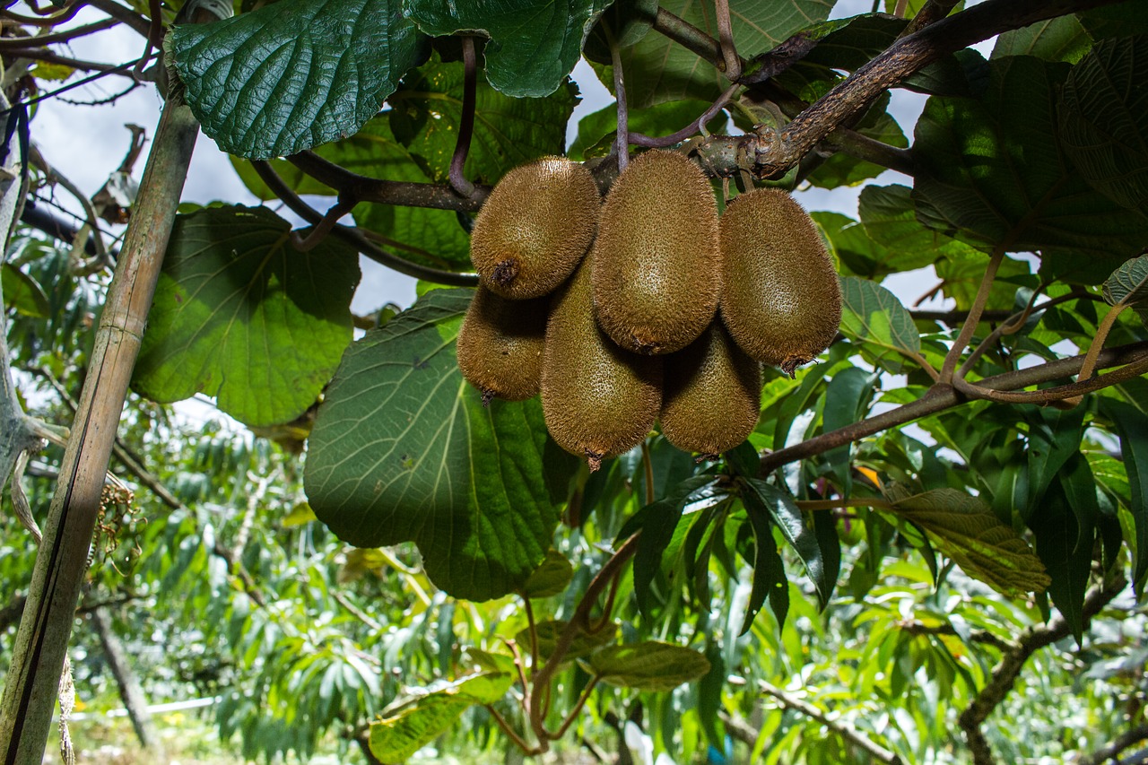 kiwi trees orchard free photo