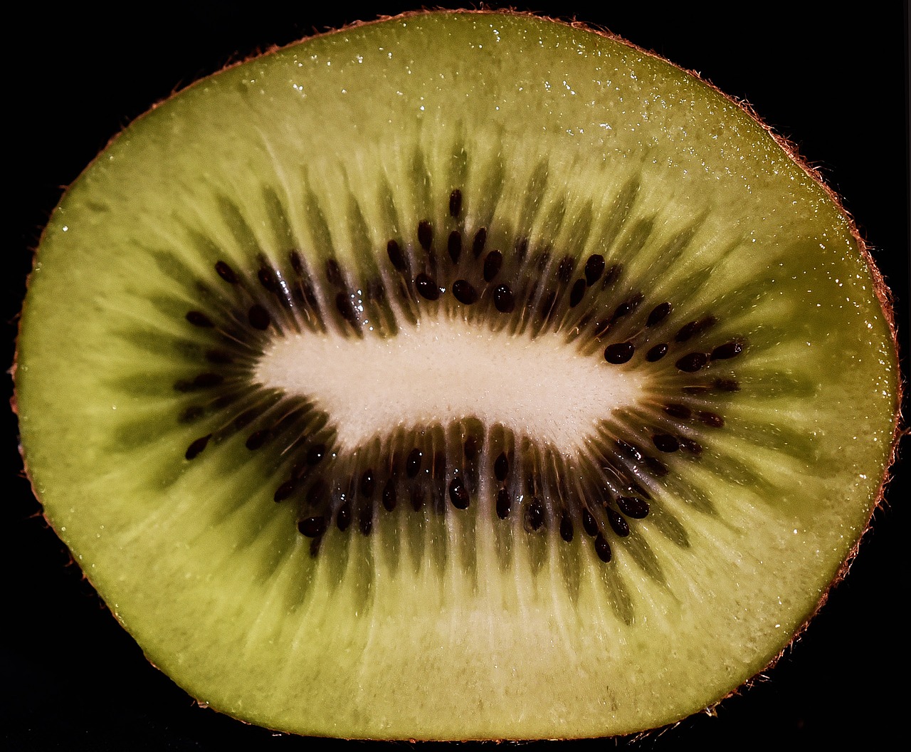 kiwi fruit fetus free photo