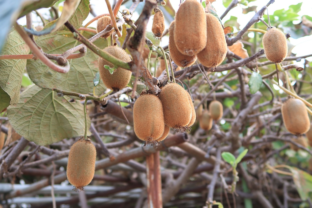 kiwi  fruit  plant free photo