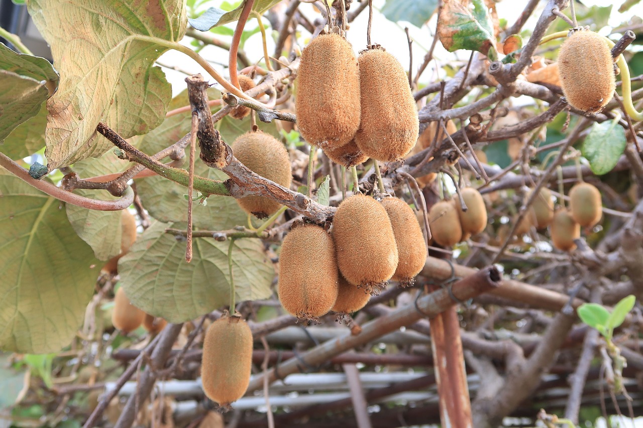 kiwi  fruit  plant free photo