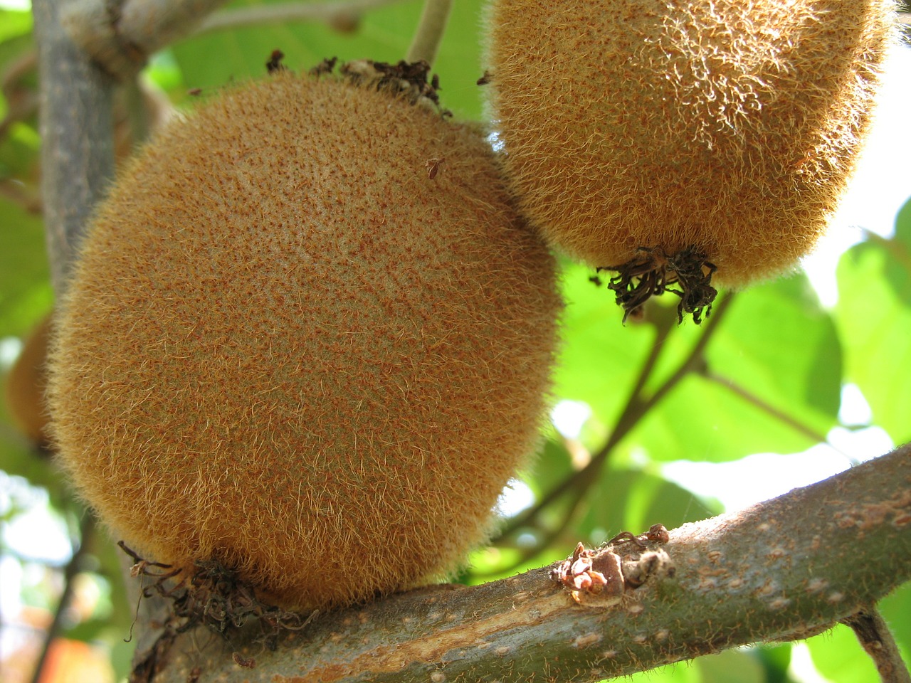 kiwi fruits diet free photo