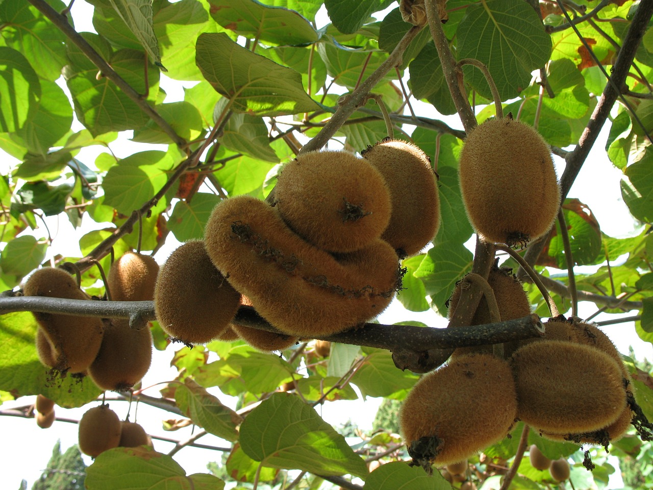 kiwi fruits nature free photo