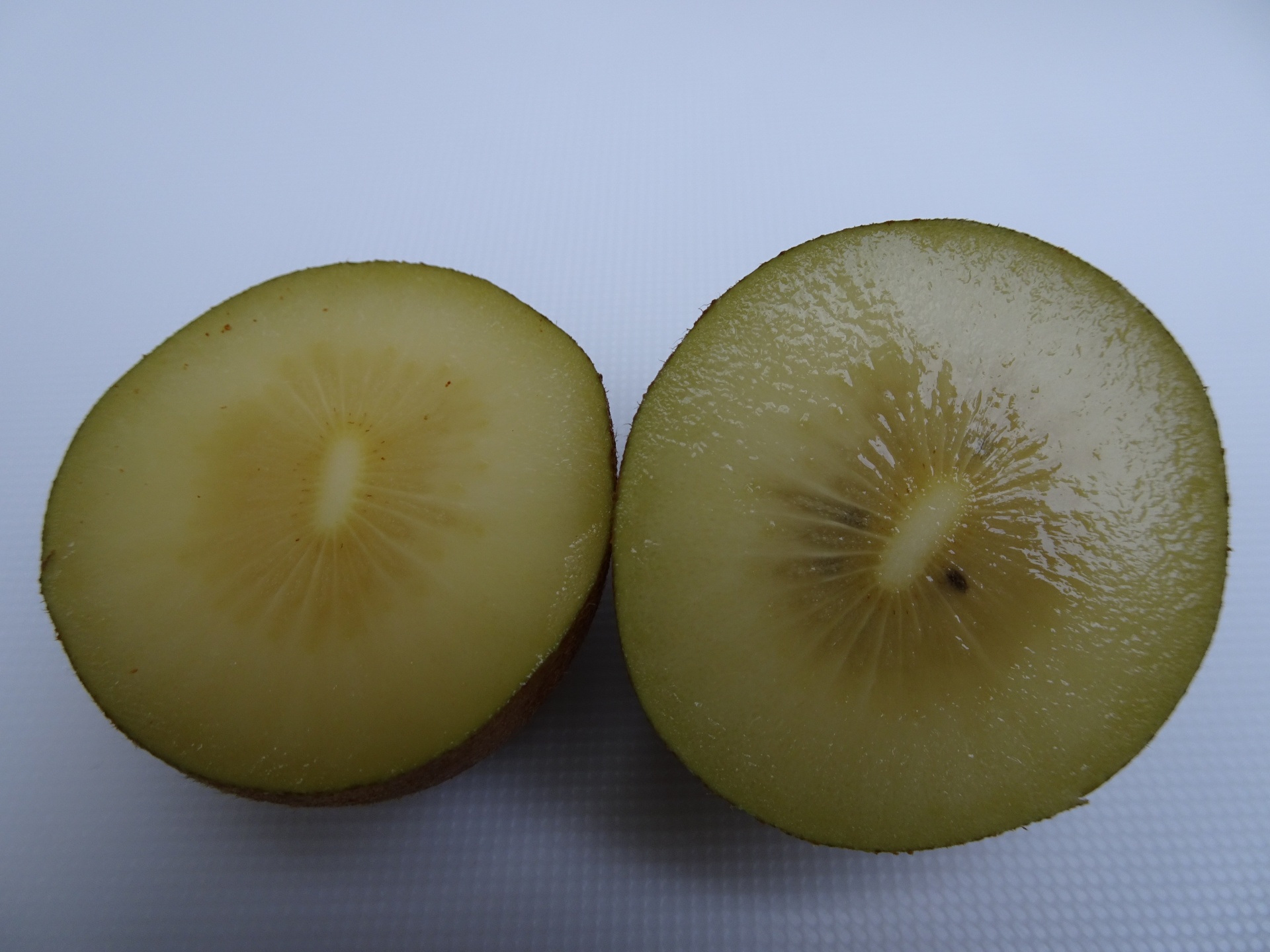 kiwi closeup fruit free photo