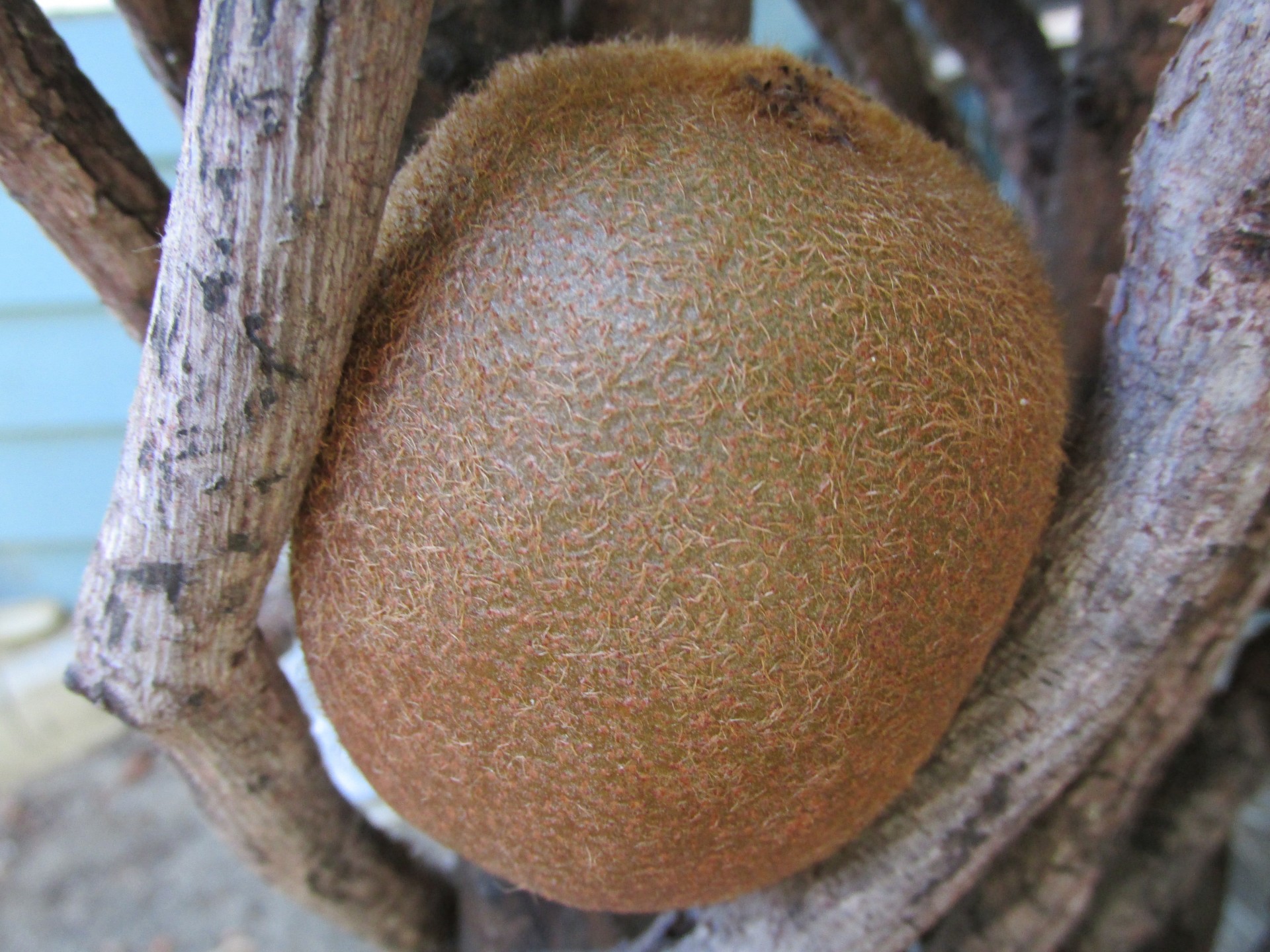 kiwi fruit branches free photo