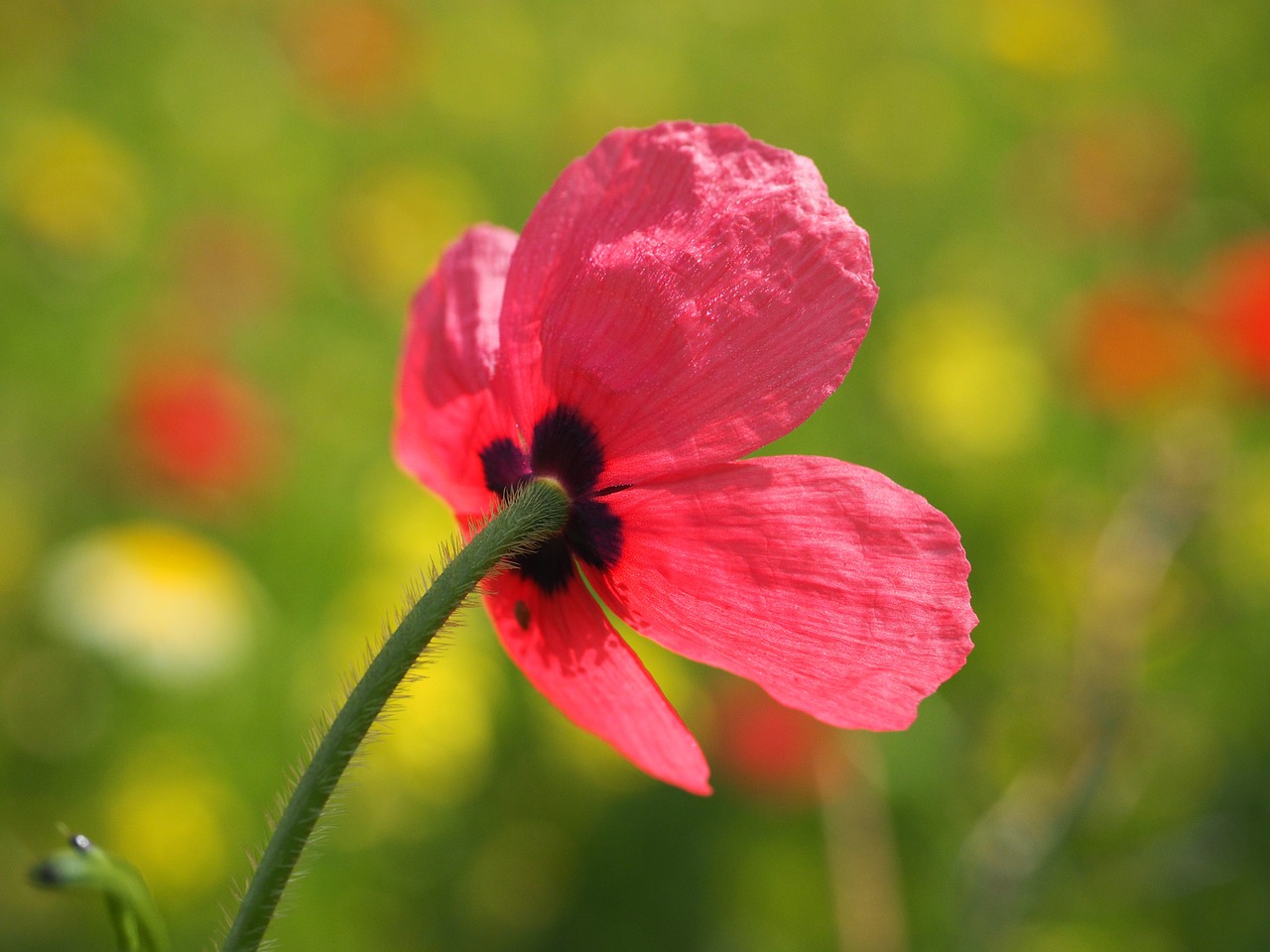 klatschmohn poppy flower poppy free photo