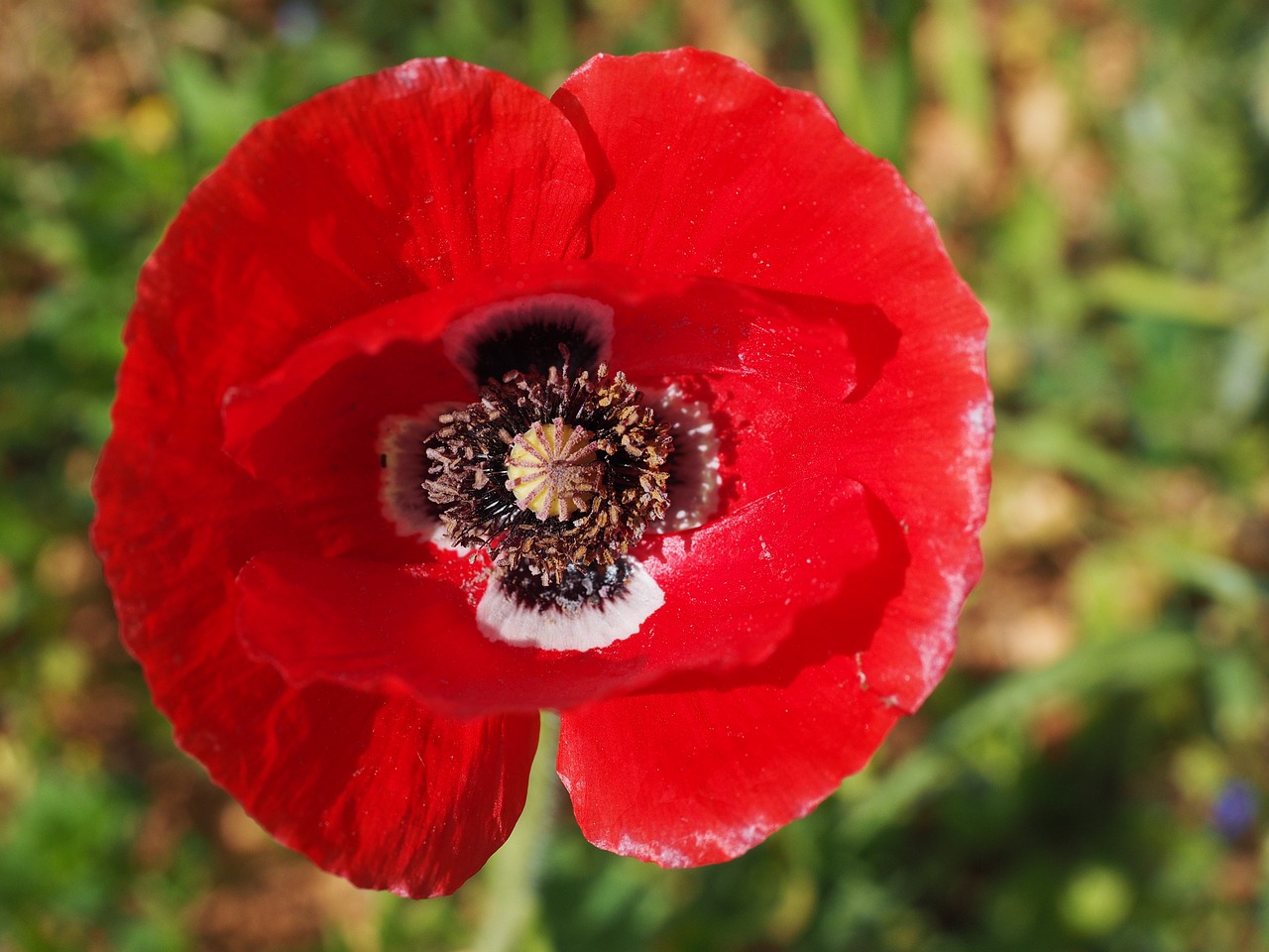 klatschmohn poppy flower poppy free photo