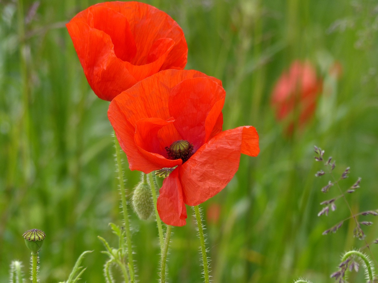 klatschmohn red poppy free photo