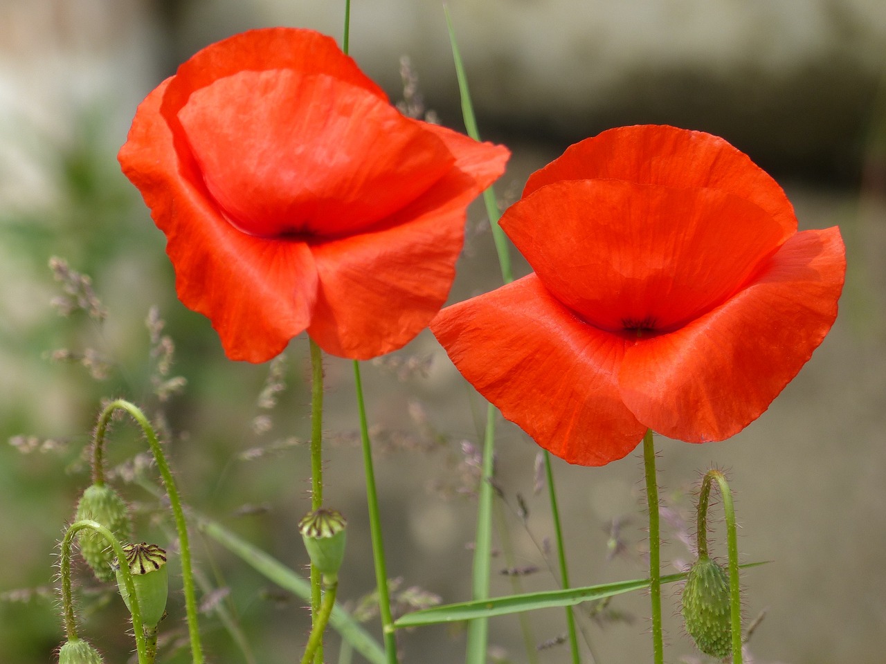 klatschmohn red poppy free photo