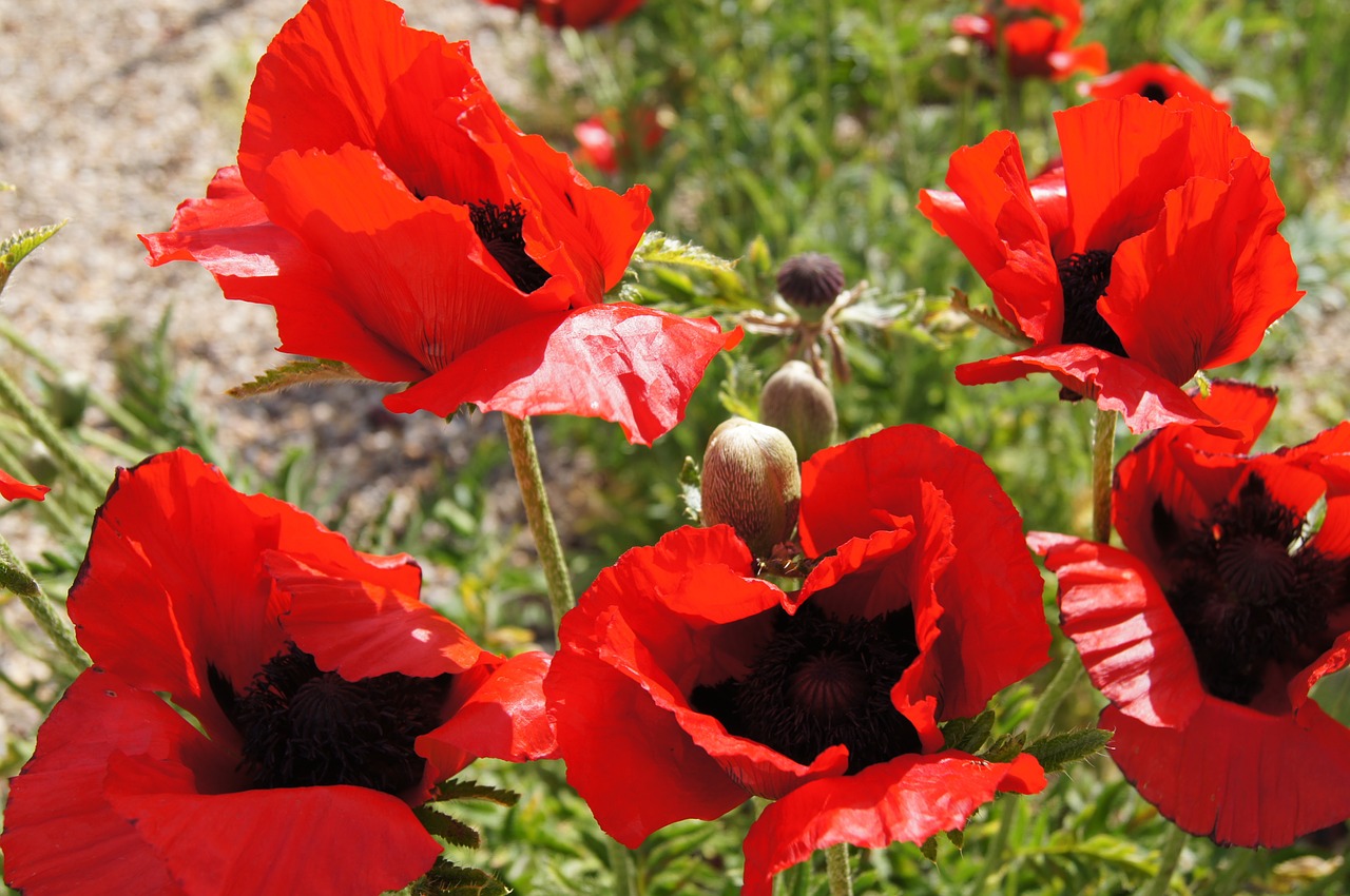 red poppy klatschmohn nature free photo