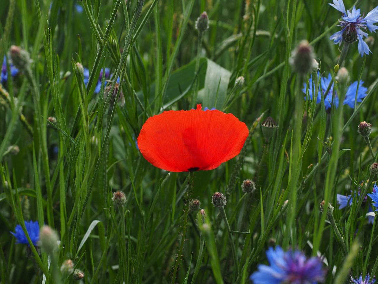 klatschmohn poppy flower poppy free photo
