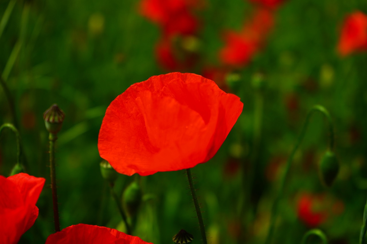 klatschmohn poppy flower poppy free photo