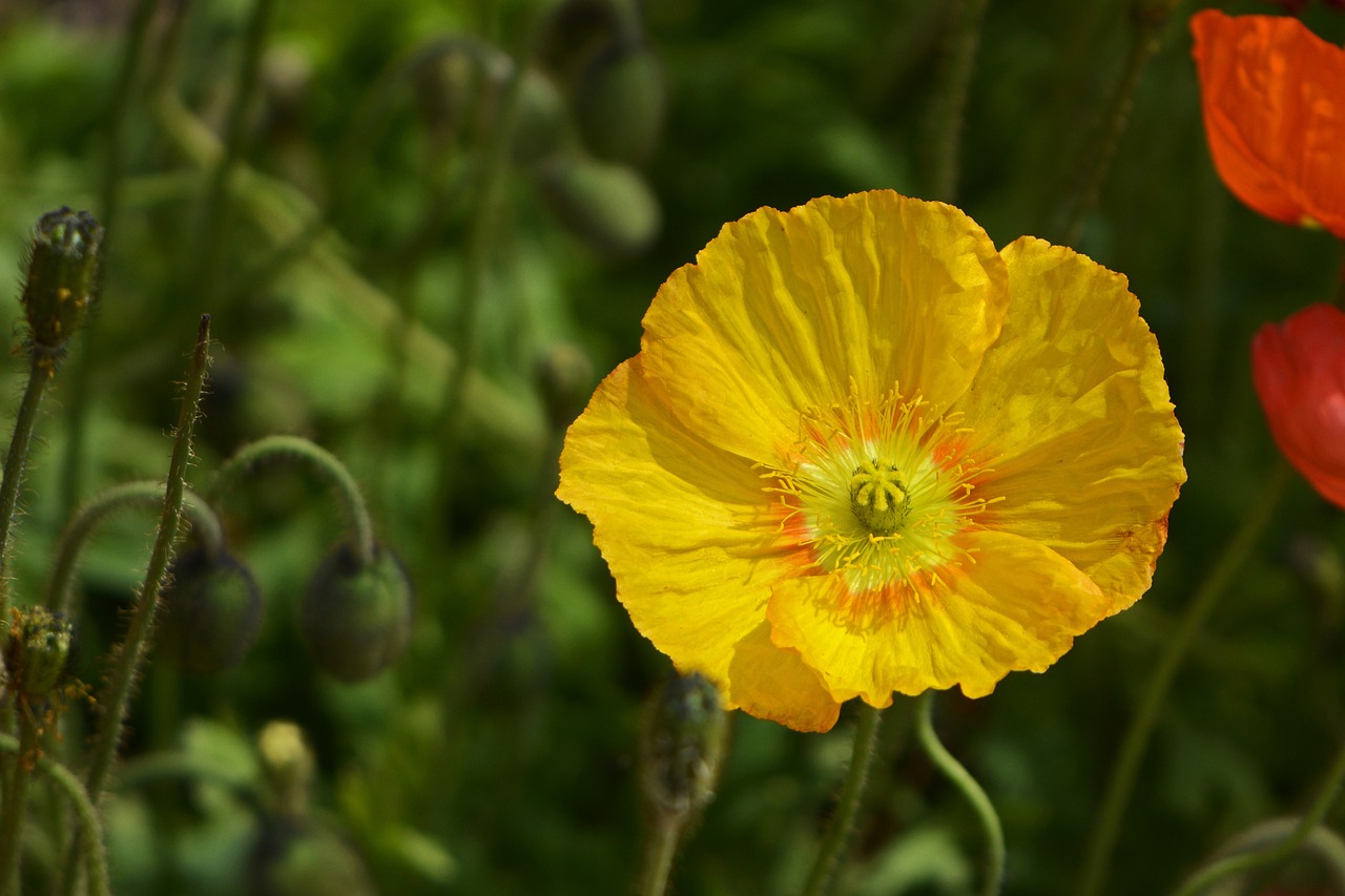 klatschmohn flowers poppy free photo