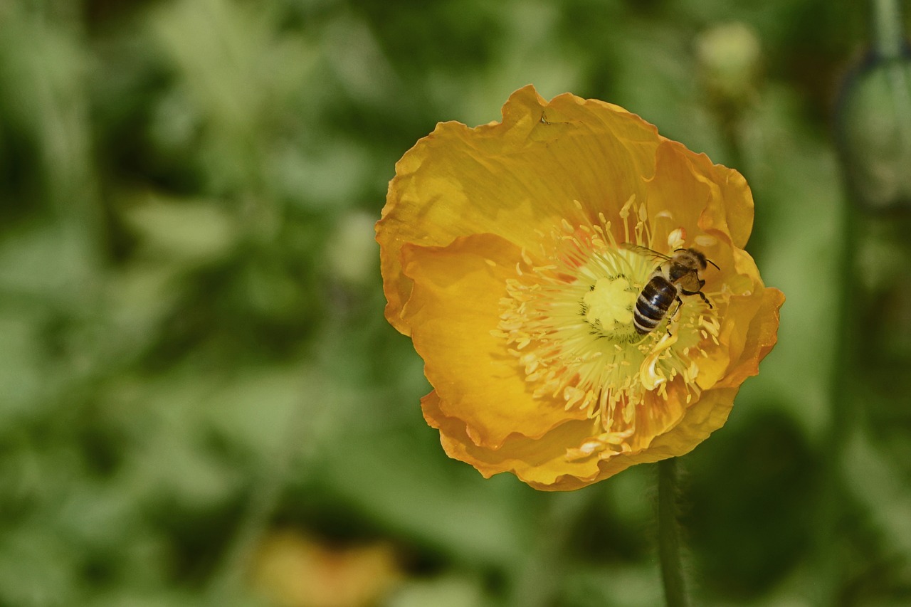 klatschmohn flowers poppy free photo