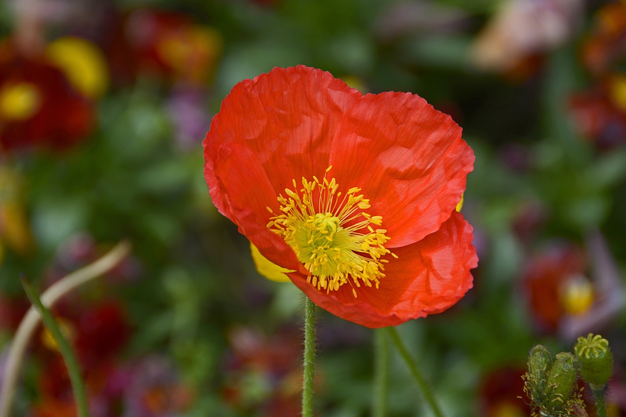 klatschmohn flowers poppy free photo