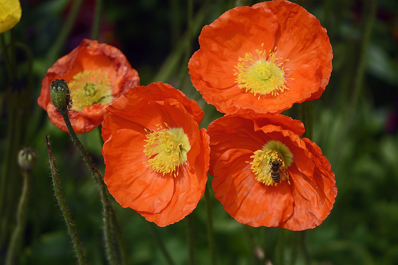 klatschmohn flowers poppy free photo