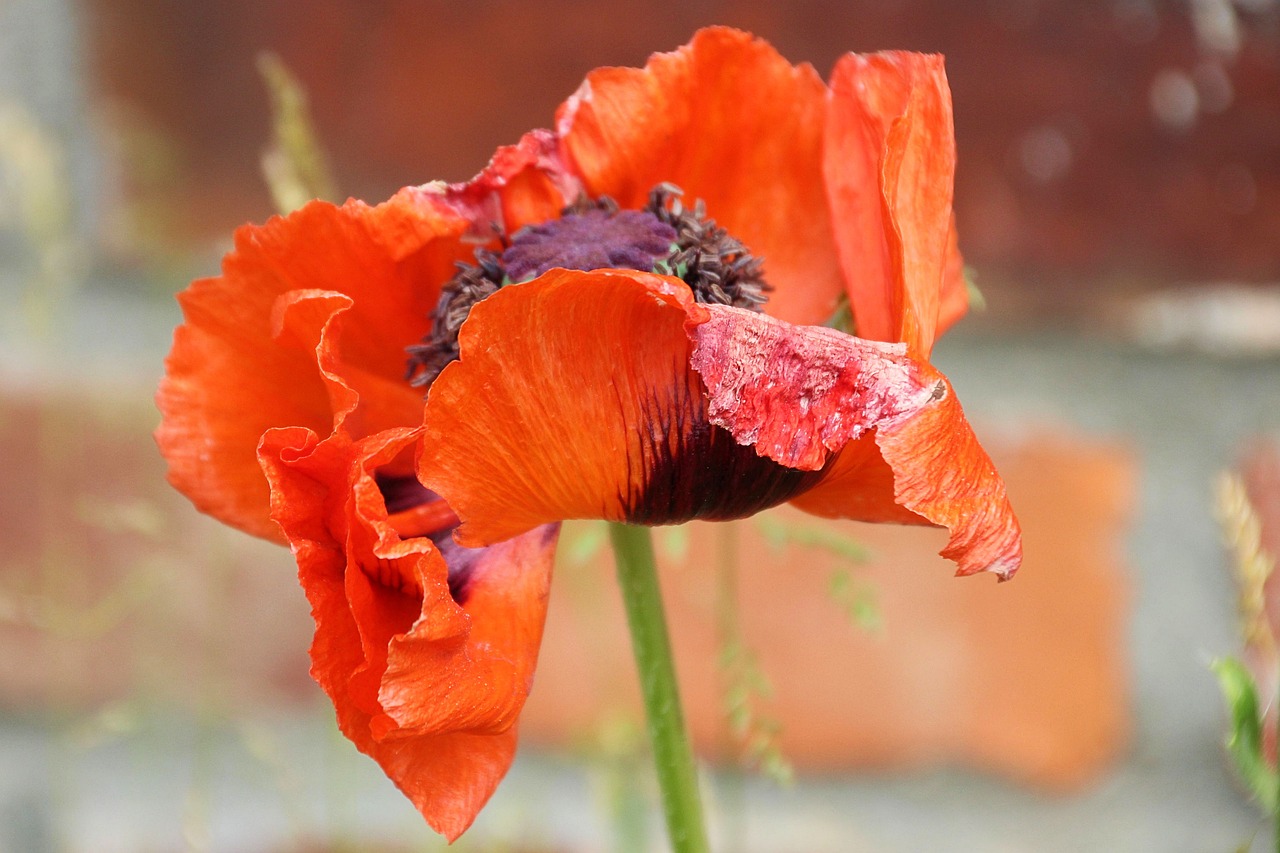 klatschmohn poppy blossom free photo