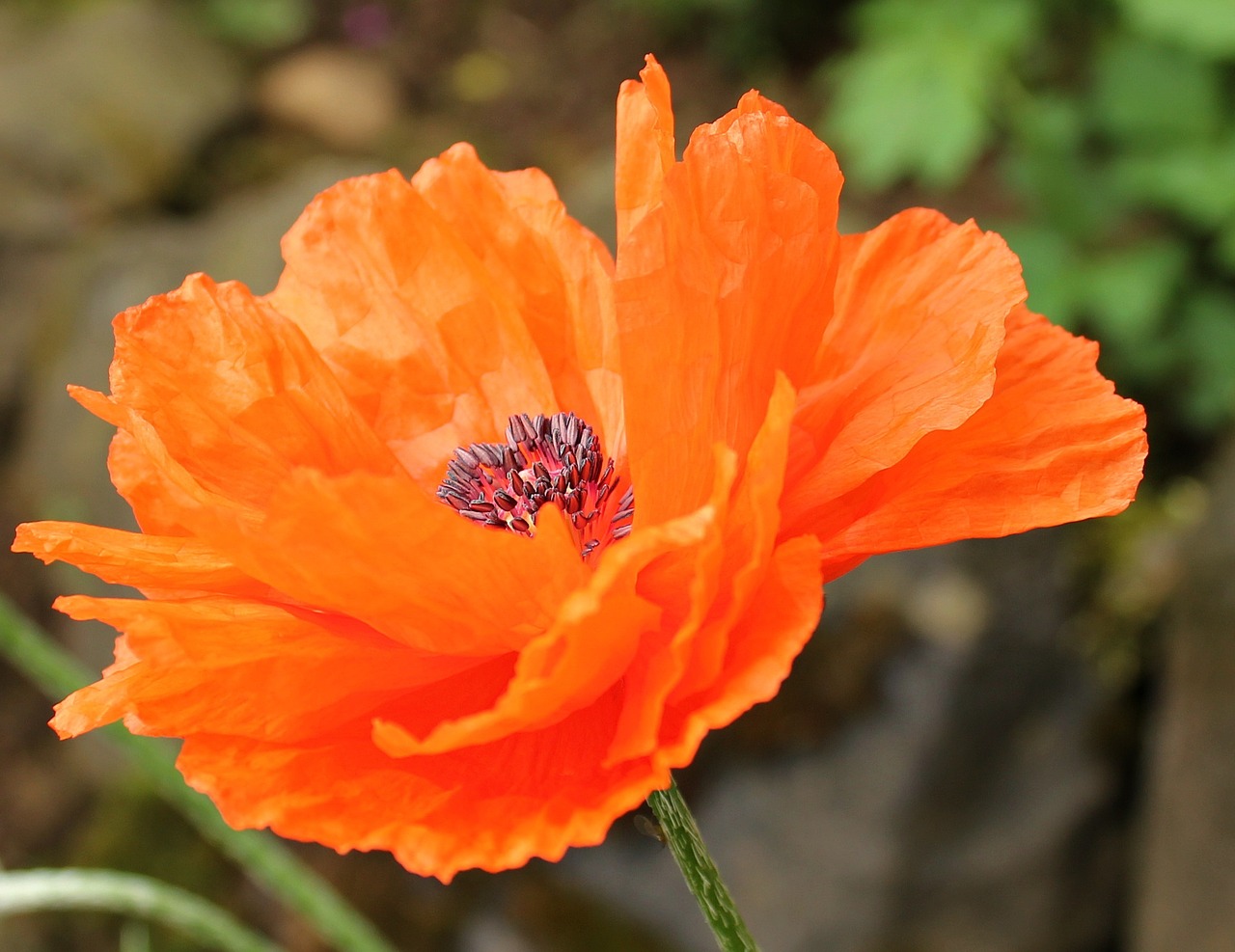 klatschmohn flower poppy free photo