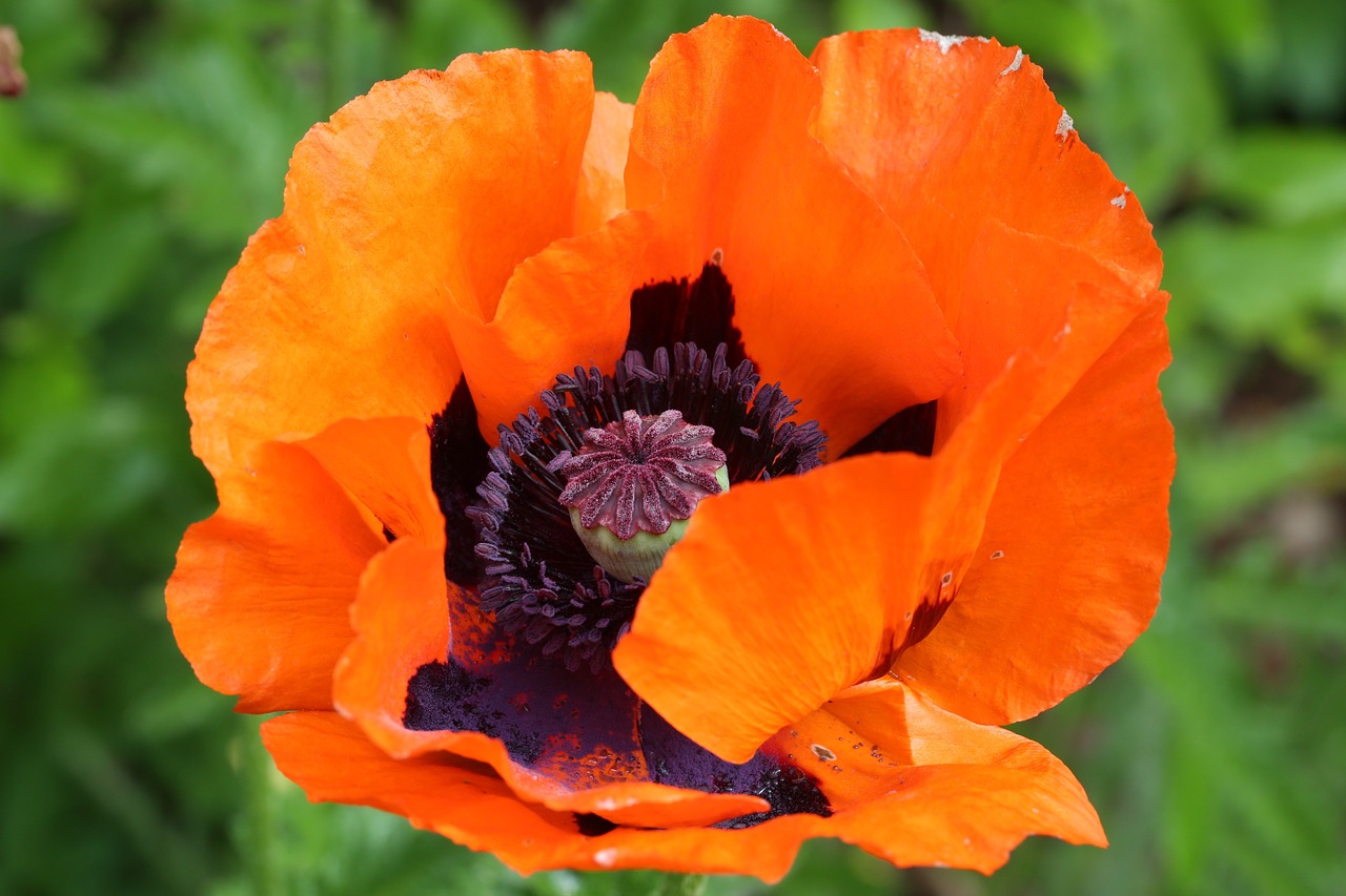 klatschmohn poppy poppy flower free photo