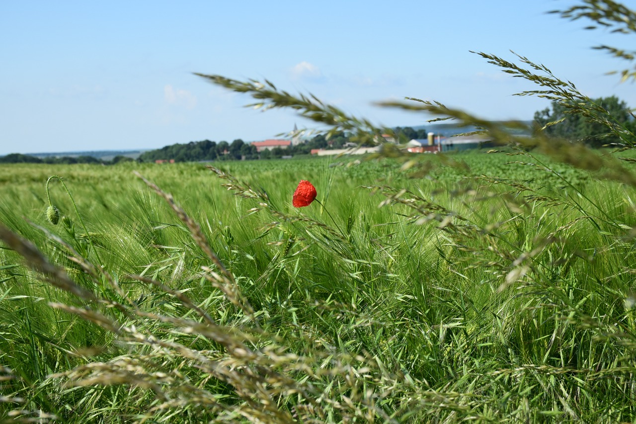 klatschmohn cornfield agriculture free photo