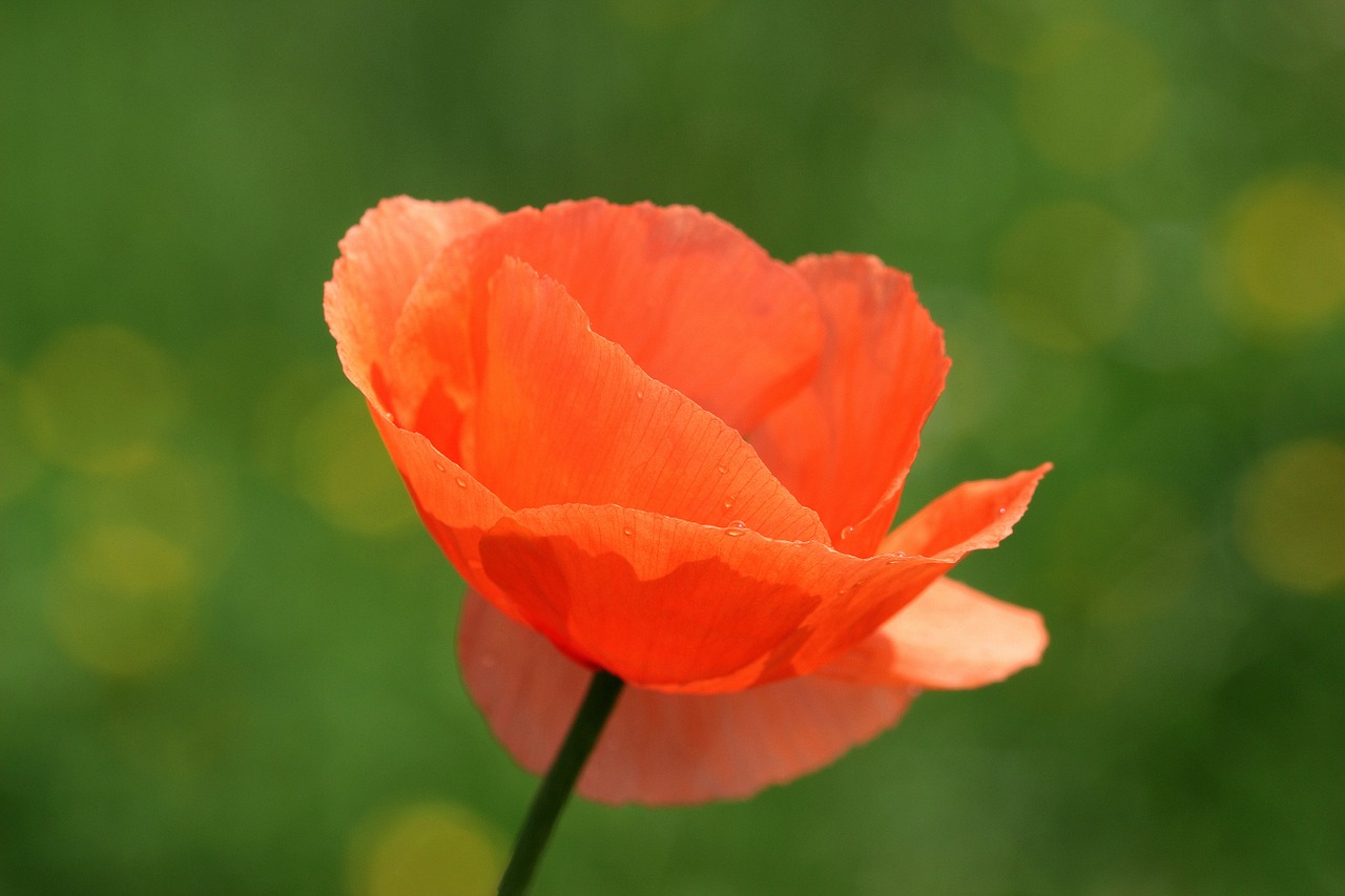 klatschmohn papaver rhoeas poppy free photo