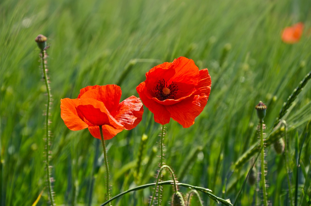 klatschmohn red poppy free photo