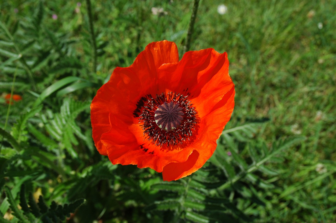 klatschmohn red blossom free photo