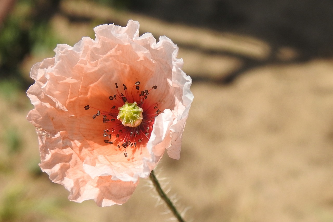 klatschmohn poppy poppy flower free photo