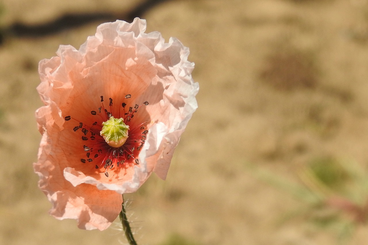 klatschmohn poppy poppy flower free photo