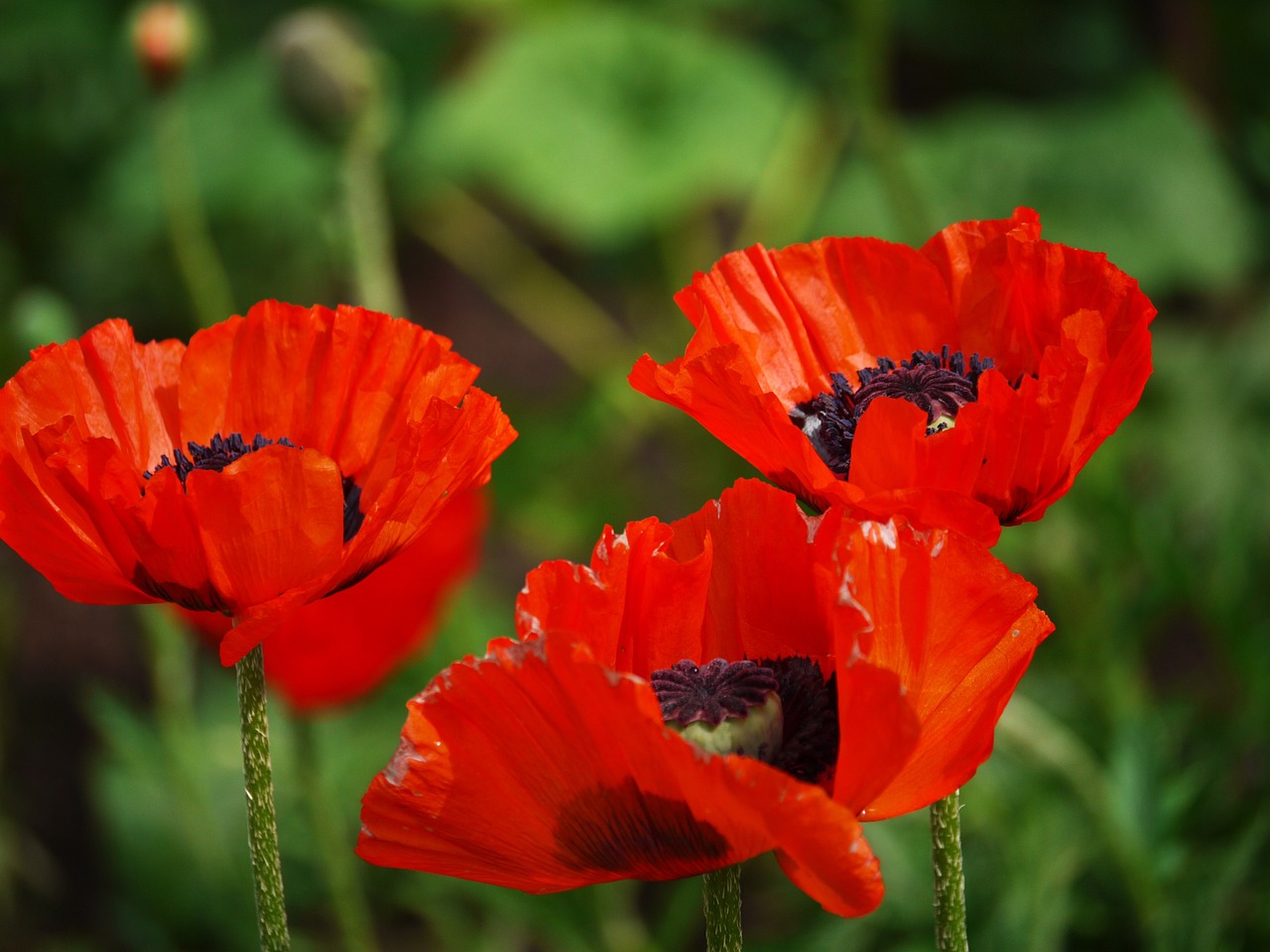 klatschmohn triplets rain field free photo