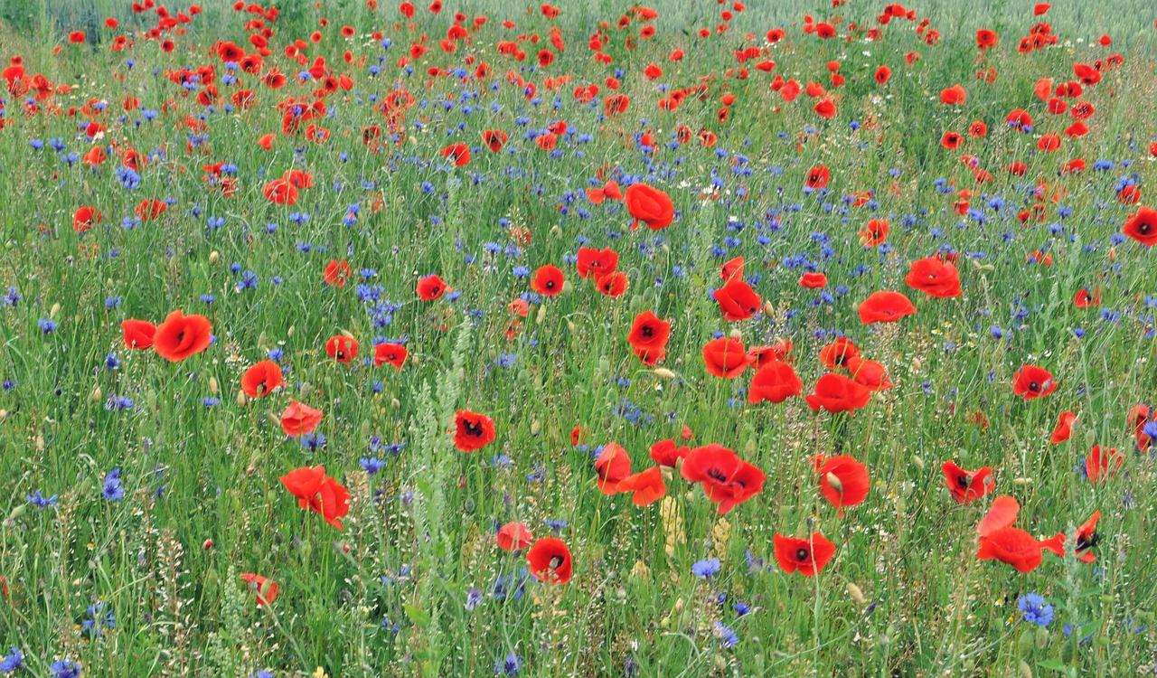 klatschmohn cornflower field free photo