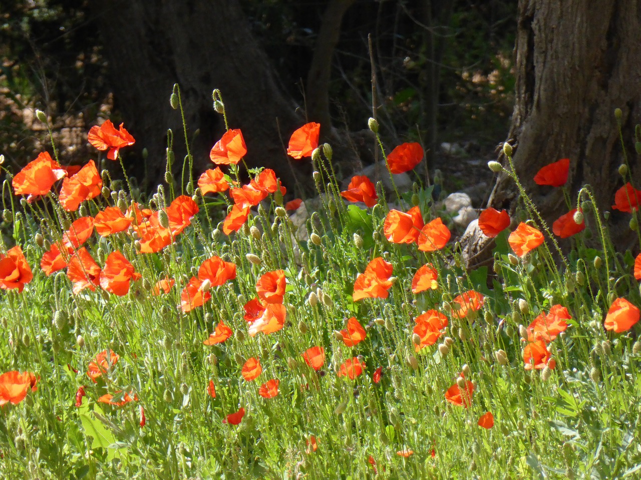 klatschmohn poppy poppy meadow free photo