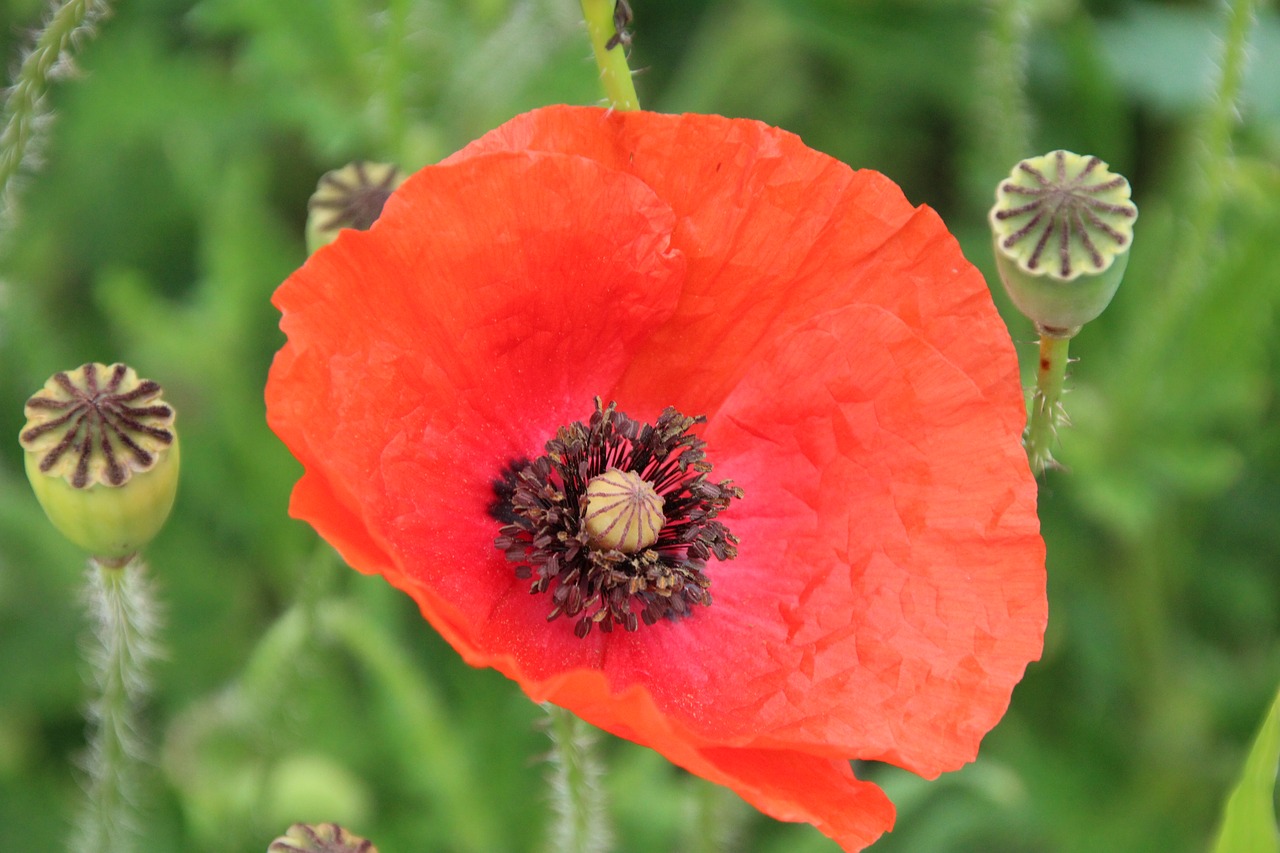 klatschmohn poppy blossom free photo