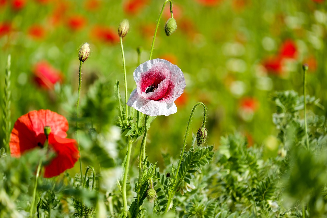 klatschmohn poppy flower wild flower free photo