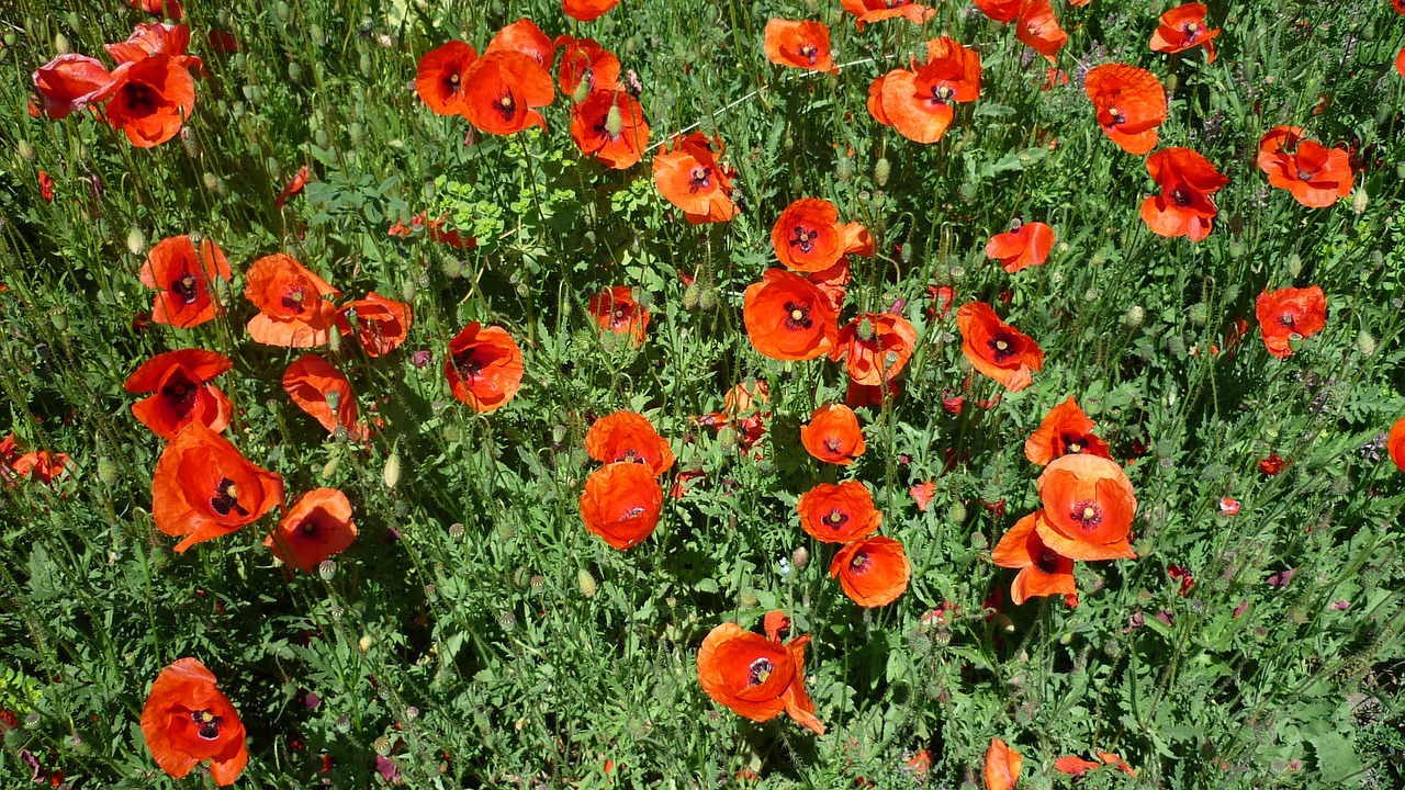 klatschmohn bright red flowers german plant free photo