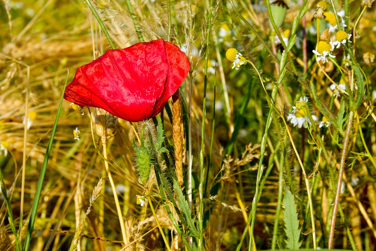 klatschmohn poppy flower poppy free photo