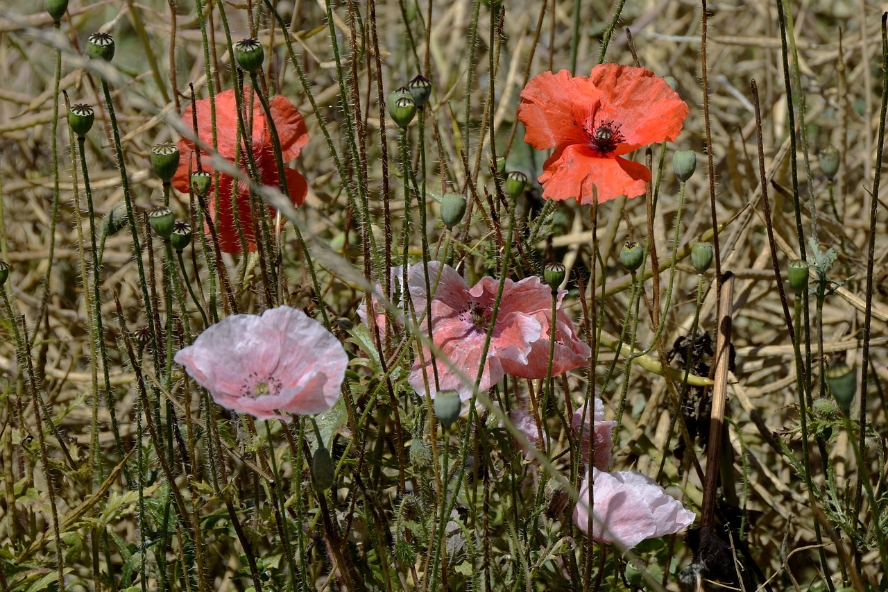klatschmohn poppy flower wild flower free photo